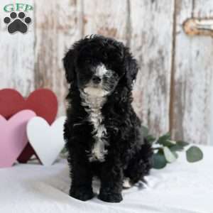 Leah, Mini Sheepadoodle Puppy